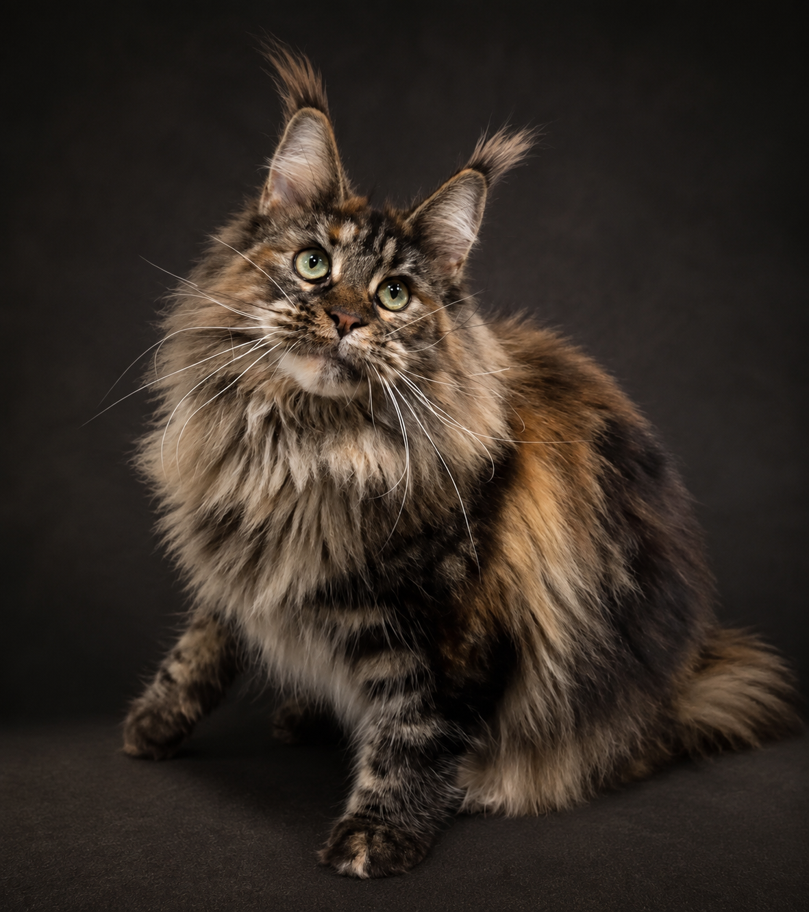 Bonita, an EliteKingCoon Maine Coon queen