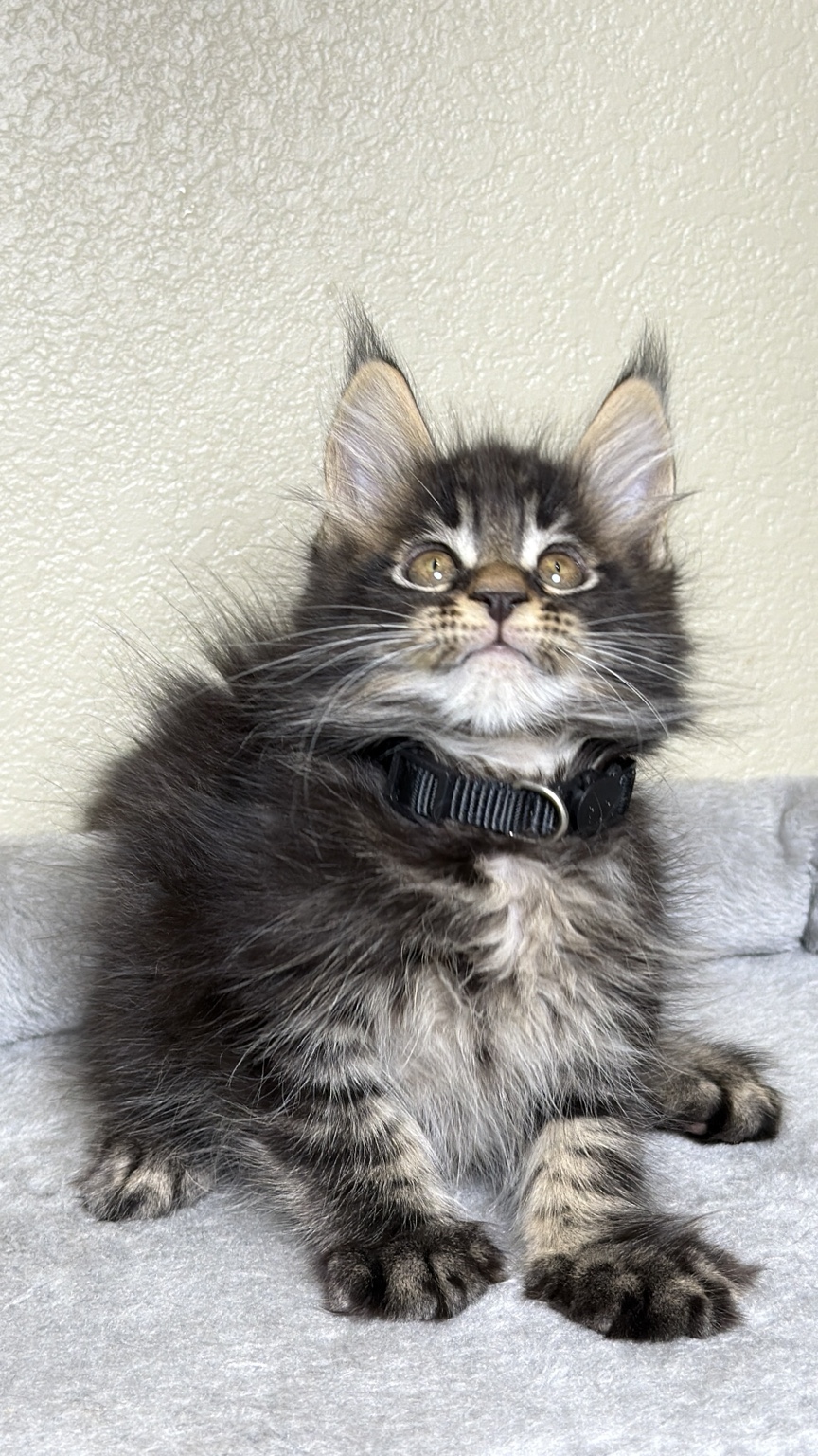 Available Maine Coon kitten wearing a black collar