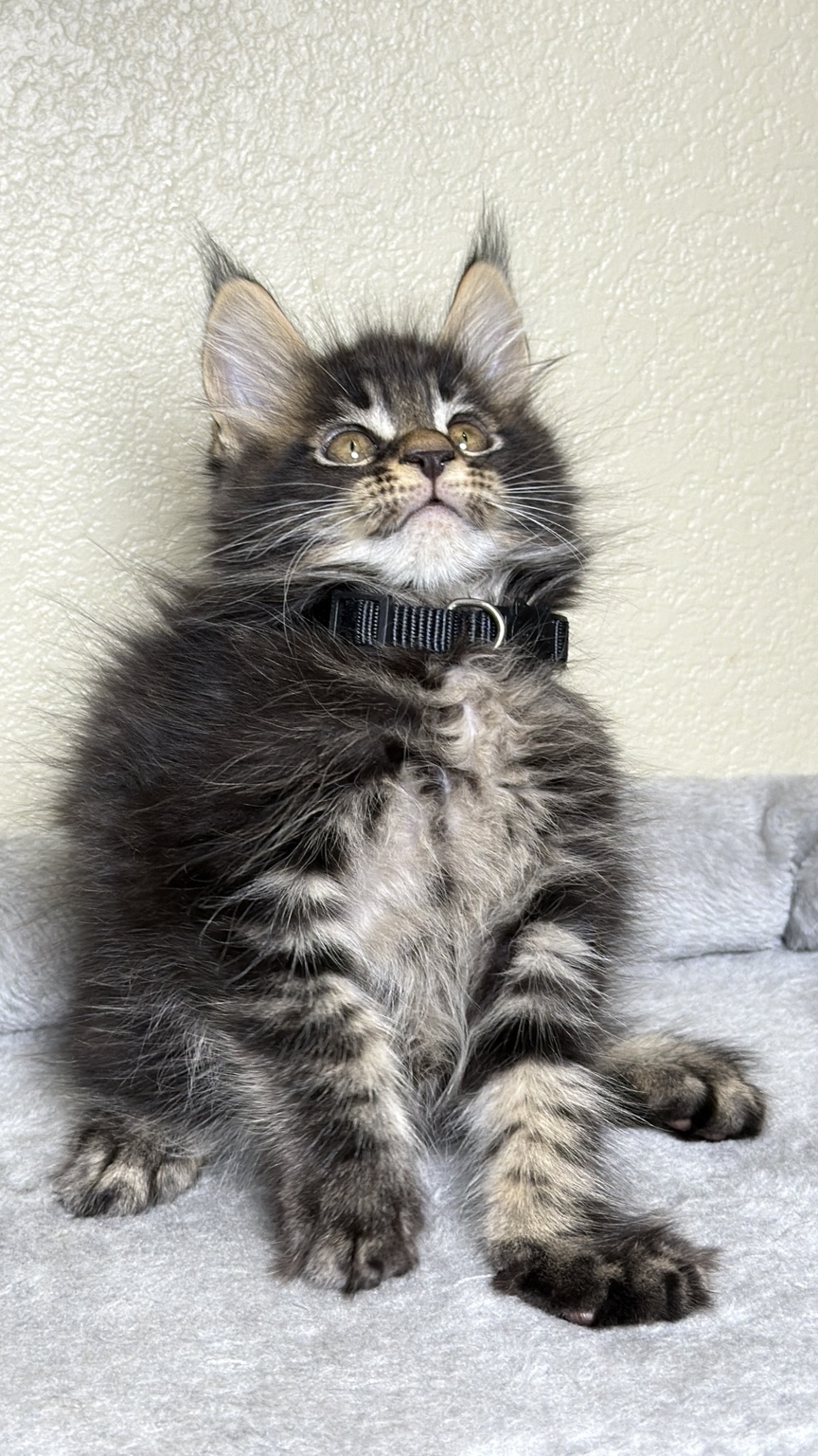 Second view of the Maine Coon kitten wearing a black collar