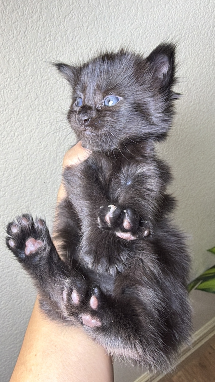 Available black Maine Coon girl