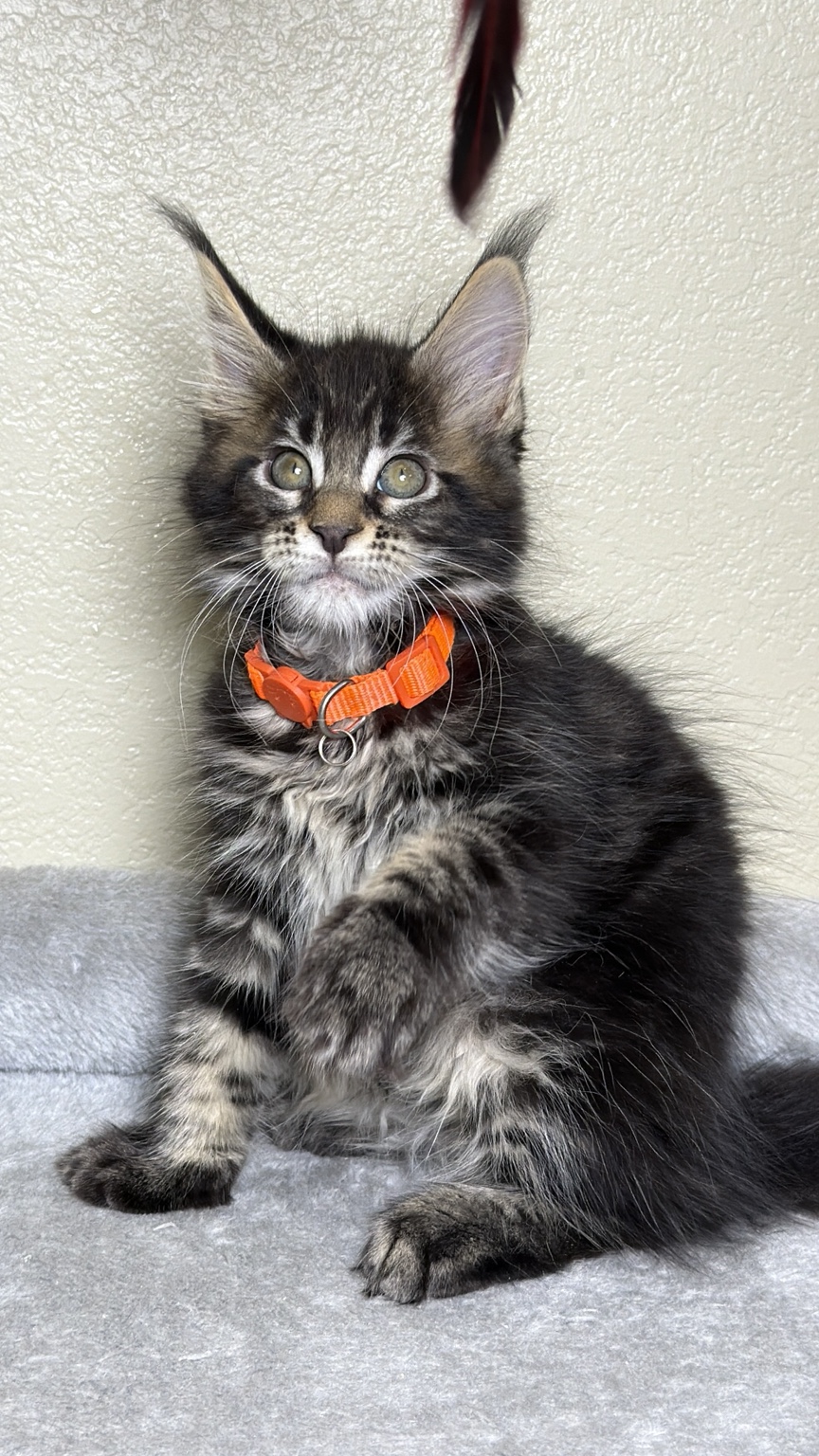 Available Maine Coon kitten wearing an orange collar