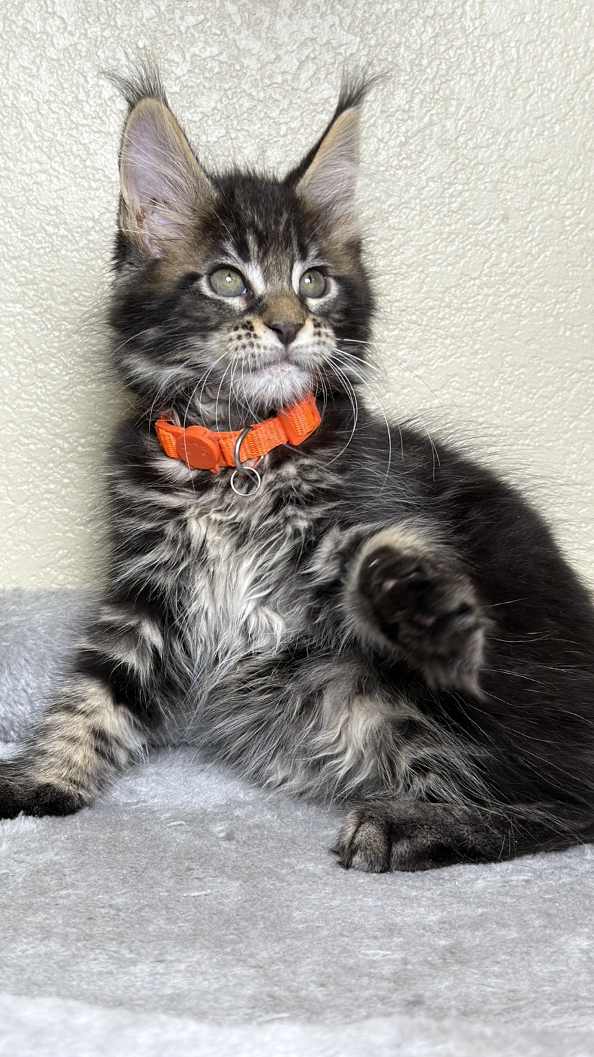Second view of the Maine Coon kitten wearing an orange collar