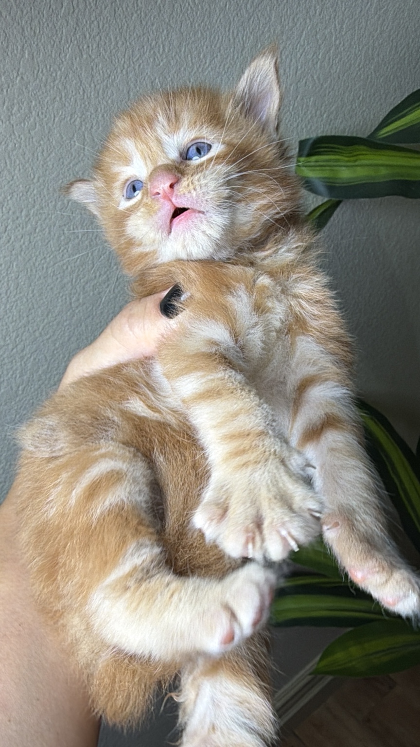 Available red Maine Coon boy