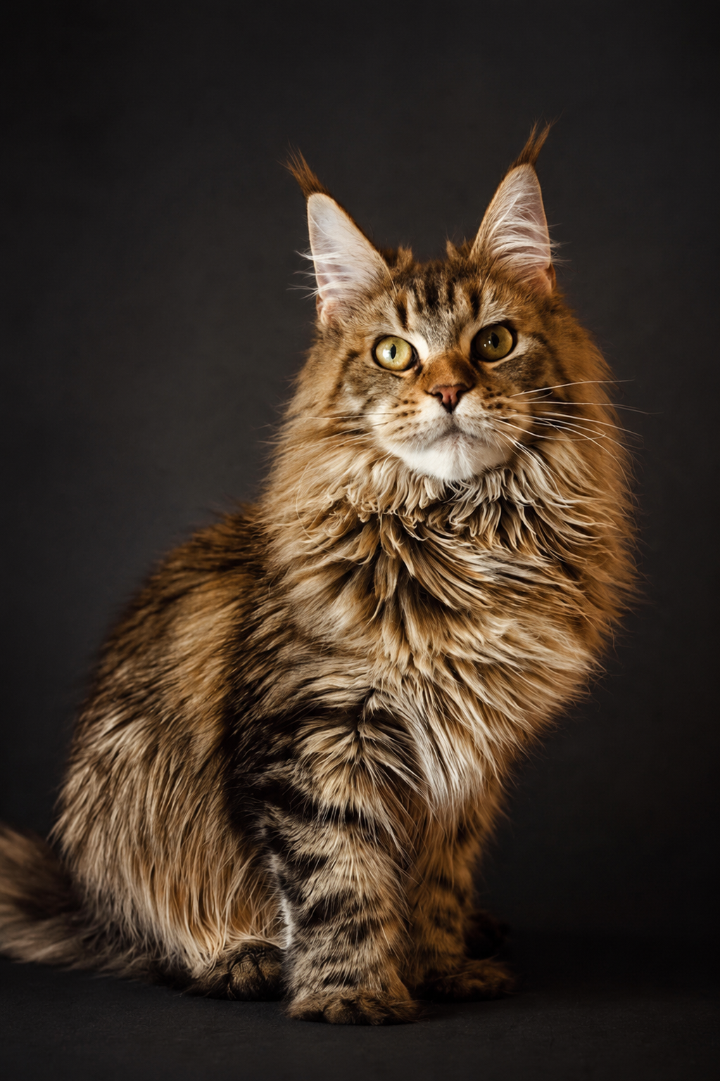 Tiara, an EliteKingCoon Maine Coon queen
